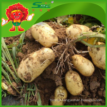 high quality fresh potato 2016 hot sale organic planting cheap factory price supply potatoes